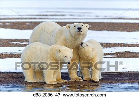 United States, Alaska, Arctic National Wildlife Refuge, Kaktovik, Polar Bear( Ursus maritimus ), female adult with 2 cubs from the year, along a barrier island outside Kaktovik, Alaska. View Large Photo Image Stock Photo - United States, Alaska, Arctic National Wildlife Refuge, Kaktovik, Polar Bear( Ursus maritimus ), female adult with 2 cubs from the year, along a barrier island outside Kaktovik, Alaska.. Fotosearch