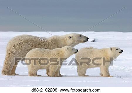 United States, Alaska, Arctic National Wildlife Refuge, Kaktovik, Polar Bear( Ursus maritimus ), female adult with 2 cubs from the year, along a barrier island outside Kaktovik, Alaska. View Large Photo Image Stock Photo - United States, Alaska, Arctic National Wildlife Refuge, Kaktovik, Polar Bear( Ursus maritimus ), female adult with 2 cubs from the year, along a barrier island outside Kaktovik, Alaska.. Fotosearch