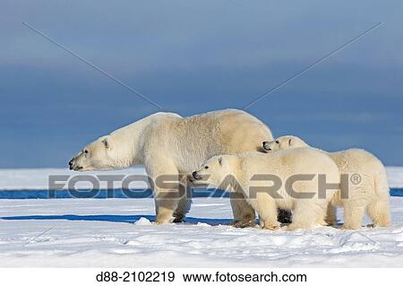 United States, Alaska, Arctic National Wildlife Refuge, Kaktovik, Polar Bear( Ursus maritimus ), female adult with 2 cubs from the year, along a barrier island outside Kaktovik, Alaska. View Large Photo Image Stock Photo - United States, Alaska, Arctic National Wildlife Refuge, Kaktovik, Polar Bear( Ursus maritimus ), female adult with 2 cubs from the year, along a barrier island outside Kaktovik, Alaska.. Fotosearch