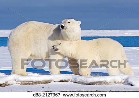 United States, Alaska, Arctic National Wildlife Refuge, Kaktovik, Polar Bear( Ursus maritimus), mother with one cub from the year along a barrier island outside Kaktovik, Alaska View Large Photo Image Stock Photo - United States, Alaska, Arctic National Wildlife Refuge, Kaktovik, Polar Bear( Ursus maritimus), mother with one cub from the year along a barrier island outside Kaktovik, Alaska. Fotosearch