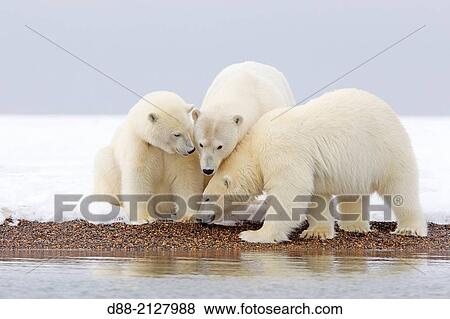 United States, Alaska, Arctic National Wildlife Refuge, Kaktovik, Polar Bear( Ursus maritimus ), female adult with 2 cubs from the year, along a barrier island outside Kaktovik, Alaska, View Large Photo Image Stock Photo - United States, Alaska, Arctic National Wildlife Refuge, Kaktovik, Polar Bear( Ursus maritimus ), female adult with 2 cubs from the year, along a barrier island outside Kaktovik, Alaska,. Fotosearch