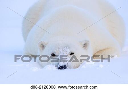 Stock Photo - United States, Alaska, Arctic National Wildlife Refuge, Kaktovik, Polar Bear( Ursus maritimus), adult female, along a barrier island outside Kaktovik, Every fall, polar bears (Ursus maritimus) gather near Kaktovik on the northern edge of ANWR, Arctic Alaska, Fall.. Fotosearch