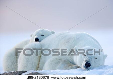 United States, Alaska, Arctic National Wildlife Refuge, Kaktovik, Polar Bear( Ursus maritimus ), female adult with 2 cubs from the year, along a barrier island outside Kaktovik, Alaska View Large Photo Image Stock Photo - United States, Alaska, Arctic National Wildlife Refuge, Kaktovik, Polar Bear( Ursus maritimus ), female adult with 2 cubs from the year, along a barrier island outside Kaktovik, Alaska. Fotosearch