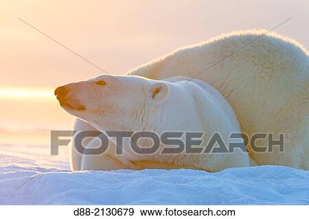 United States, Alaska, Arctic National Wildlife Refuge, Kaktovik, Polar Bear( Ursus maritimus ), female adult with 2 cubs from the year, along a barrier island outside Kaktovik, Alaska View Large Photo Image Stock Photo - United States, Alaska, Arctic National Wildlife Refuge, Kaktovik, Polar Bear( Ursus maritimus ), female adult with 2 cubs from the year, along a barrier island outside Kaktovik, Alaska. Fotosearch