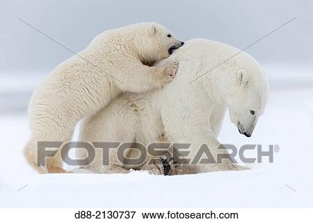 United States, Alaska, Arctic National Wildlife Refuge, Kaktovik, Polar Bear( Ursus maritimus), mother with one cub from the year along a barrier island outside Kaktovik, Alaska View Large Photo Image Stock Photo - United States, Alaska, Arctic National Wildlife Refuge, Kaktovik, Polar Bear( Ursus maritimus), mother with one cub from the year along a barrier island outside Kaktovik, Alaska. Fotosearch