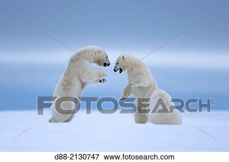 United States, Alaska, Arctic National Wildlife Refuge, Kaktovik, Polar Bear( Ursus maritimus), mother with two cubs, one cub 2 years old is playing with the mother along a barrier island outside Kaktovik, Alaska View Large Photo Image Stock Photo - United States, Alaska, Arctic National Wildlife Refuge, Kaktovik, Polar Bear( Ursus maritimus), mother with two cubs, one cub 2 years old is playing with the mother along a barrier island outside Kaktovik, Alaska. Fotosearch