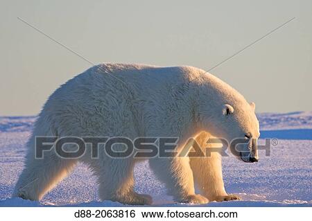 United States, Alaska, Arctic National Wildlife Refuge, Kaktovik, Polar Bear( Ursus maritimus ), along a barrier island outside Kaktovik, Alaska. View Large Photo Image Stock Photograph - United States, Alaska, Arctic National Wildlife Refuge, Kaktovik, Polar Bear( Ursus maritimus ), along a barrier island outside Kaktovik, Alaska.. Fotosearch