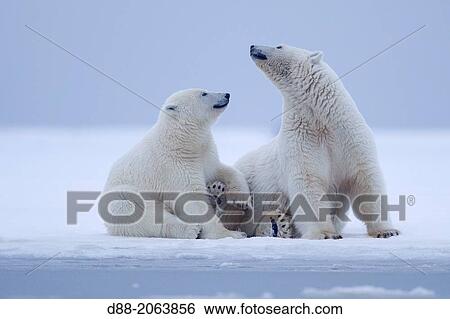 United States, Alaska, Arctic National Wildlife Refuge, Kaktovik, Polar Bear( Ursus maritimus ), mother with one cub playing along a barrier island outside Kaktovik, Alaska. View Large Photo Image Stock Photograph - United States, Alaska, Arctic National Wildlife Refuge, Kaktovik, Polar Bear( Ursus maritimus ), mother with one cub playing along a barrier island outside Kaktovik, Alaska.. Fotosearch