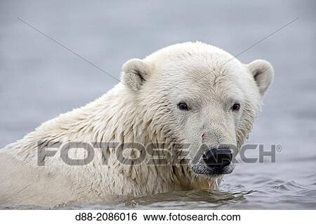 United States, Alaska, Arctic National Wildlife Refuge, Kaktovik, Polar Bear( Ursus maritimus ), young swim in the sea,, along a barrier island outside Kaktovik, Alaska. View Large Photo Image Stock Photograph - United States, Alaska, Arctic National Wildlife Refuge, Kaktovik, Polar Bear( Ursus maritimus ), young swim in the sea,, along a barrier island outside Kaktovik, Alaska.. Fotosearch