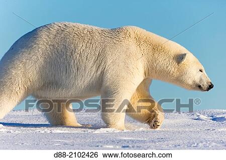 United States, Alaska, Arctic National Wildlife Refuge, Kaktovik, Polar Bear( Ursus maritimus ), along a barrier island outside Kaktovik, Alaska. View Large Photo Image Stock Photograph - United States, Alaska, Arctic National Wildlife Refuge, Kaktovik, Polar Bear( Ursus maritimus ), along a barrier island outside Kaktovik, Alaska.. Fotosearch