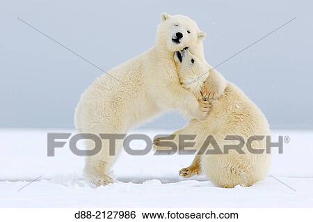 United States, Alaska, Arctic National Wildlife Refuge, Kaktovik, Polar Bear( Ursus maritimus), youngs playing together along a barrier island outside Kaktovik View Large Photo Image Stock Photograph - United States, Alaska, Arctic National Wildlife Refuge, Kaktovik, Polar Bear( Ursus maritimus), youngs playing together along a barrier island outside Kaktovik. Fotosearch