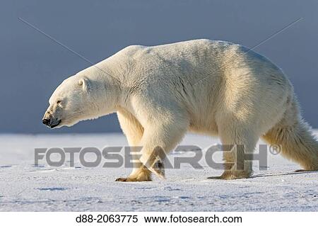 United States, Alaska, Arctic National Wildlife Refuge, Kaktovik, Polar Bear( Ursus maritimus ), 2 and 10 months years old cub along a barrier island outside Kaktovik, Alaska. View Large Photo Image Stock Photography - United States, Alaska, Arctic National Wildlife Refuge, Kaktovik, Polar Bear( Ursus maritimus ), 2 and 10 months years old cub along a barrier island outside Kaktovik, Alaska.. Fotosearch