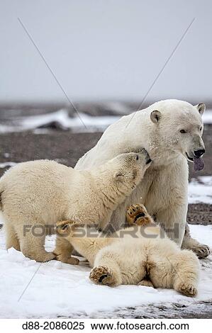 United States, Alaska, Arctic National Wildlife Refuge, Kaktovik, Polar Bear( Ursus maritimus ), mother with one cub from the year along a barrier island outside Kaktovik, Alaska. View Large Photo Image Stock Photography - United States, Alaska, Arctic National Wildlife Refuge, Kaktovik, Polar Bear( Ursus maritimus ), mother with one cub from the year along a barrier island outside Kaktovik, Alaska.. Fotosearch