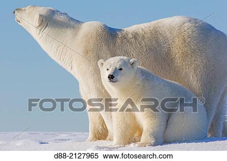 United States, Alaska, Arctic National Wildlife Refuge, Kaktovik, Polar Bear( Ursus maritimus), mother with one cub from the year along a barrier island outside Kaktovik, Alaska View Large Photo Image Stock Photography - United States, Alaska, Arctic National Wildlife Refuge, Kaktovik, Polar Bear( Ursus maritimus), mother with one cub from the year along a barrier island outside Kaktovik, Alaska. Fotosearch
