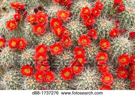 United states, Arizona, Page, Hedgehog or Claret Cup Cactus Echinocereus triglochidiatus. View Large Photo Image Stock Photograph - United states, Arizona, Page, Hedgehog or Claret Cup Cactus Echinocereus triglochidiatus.. Fotosearch
