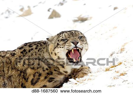 United States, Montana, Bozeman, Game farm, Snow Leopard Panthera uncia or Uncia uncia View Large Photo Image Stock Image - United States, Montana, Bozeman, Game farm, Snow Leopard Panthera uncia or Uncia uncia. Fotosearch