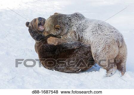 United States, Montana, Bozeman, Game farm, Grizzly bear Ursus arctos horribilis, Fight View Large Photo Image Stock Photo - United States, Montana, Bozeman, Game farm, Grizzly bear Ursus arctos horribilis, Fight. Fotosearch