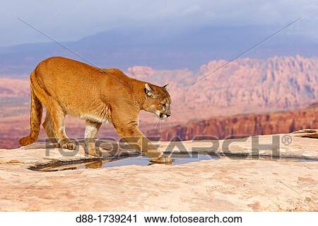 United States, Utah, near Moab, Cougar or Mountain Lion Puma concolor. View Large Photo Image Stock Image - United States, Utah, near Moab, Cougar or Mountain Lion Puma concolor.. Fotosearch