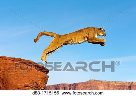 United States, Utah, near Moab, Cougar or Mountain Lion Puma concolor View Large Photo Image Stock Photograph - United States, Utah, near Moab, Cougar or Mountain Lion Puma concolor. Fotosearch