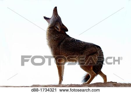 United States, Utah, near Moab, Coyote Canis latrans, View Large Photo Image Stock Image - United States, Utah, near Moab, Coyote Canis latrans,. Fotosearch