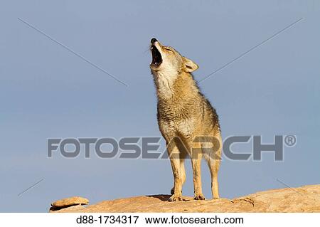 Stock Photo - United States, Utah, near Moab, Coyote Canis latrans,. Fotosearch
