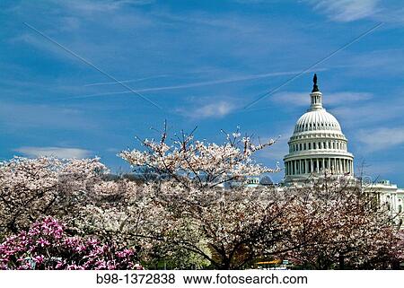 United States, Washington, District of Columbia, Spring Flowers and US Capitol Building View Large Photo Image Stock Photo - United States, Washington, District of Columbia, Spring Flowers and US Capitol Building. Fotosearch