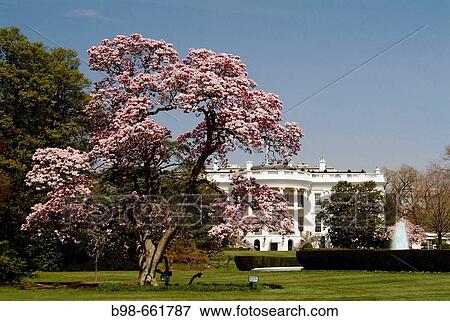 United States, Washington, District of Columbia, White House. View Large Photo Image Stock Photo - United States, Washington, District of Columbia, White House.. Fotosearch