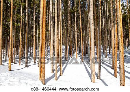 Picture - United States, Wyoming-Montana, Yellowstone National Park, Spruce forest (Picea sp. ). Fotosearch