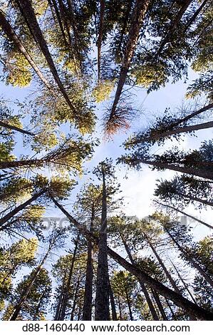 United States, Wyoming-Montana, Yellowstone National Park, Spruce forest (Picea sp. ) View Large Photo Image Stock Image - United States, Wyoming-Montana, Yellowstone National Park, Spruce forest (Picea sp. ). Fotosearch