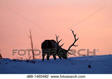 Stock Image - United States, Wyoming-Montana, Yellowstone National Park, Lamar Valley, Elk or Wapiti (Cervus canadensis).. Fotosearch