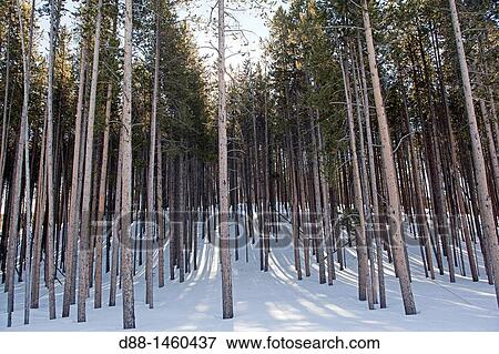 United States, Wyoming-Montana, Yellowstone National Park, Spruce forest (Picea sp. ) View Large Photo Image Stock Photo - United States, Wyoming-Montana, Yellowstone National Park, Spruce forest (Picea sp. ). Fotosearch