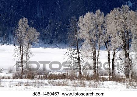 United states, Wyoming-Montana, Yellowstone National Park, Lamar Valley. View Large Photo Image Stock Photo - United states, Wyoming-Montana, Yellowstone National Park, Lamar Valley.. Fotosearch