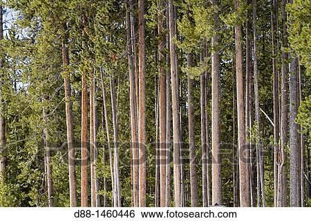 United States, Wyoming-Montana, Yellowstone National Park, Spruce forest (Picea sp. ) View Large Photo Image Stock Photograph - United States, Wyoming-Montana, Yellowstone National Park, Spruce forest (Picea sp. ). Fotosearch
