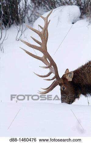 United States, Wyoming-Montana, Yellowstone National Park, Lamar Valley, Elk or Wapiti (Cervus canadensis). View Large Photo Image Stock Photograph - United States, Wyoming-Montana, Yellowstone National Park, Lamar Valley, Elk or Wapiti (Cervus canadensis).. Fotosearch