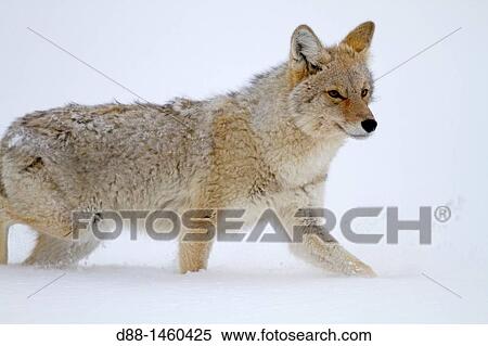 United states, Wyoming-Montana, Yellowstone National Park, Lamar Valley, Coyote Canis latrans View Large Photo Image Stock Photography - United states, Wyoming-Montana, Yellowstone National Park, Lamar Valley, Coyote Canis latrans. Fotosearch