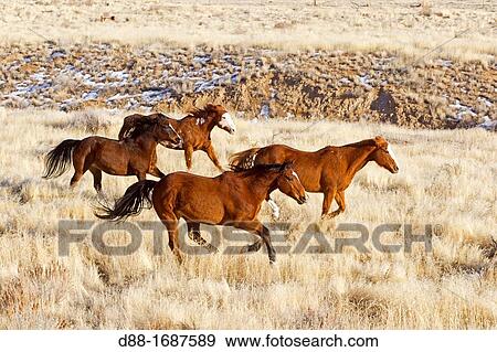 Stock Photo - United States, Wyoming, Shell, The Hideout Guest Ranch, Quarter Horses. Fotosearch
