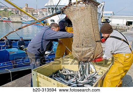 Unloading fish at fishing port. Getaria. Guipzcoa, Spain View Large Photo Image Picture - Unloading fish at fishing port. Getaria. Guipzcoa, Spain. Fotosearch