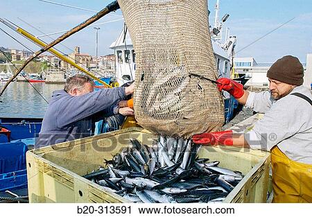 Unloading fish at fishing port. Getaria. Guipzcoa, Spain View Large Photo Image Stock Image - Unloading fish at fishing port. Getaria. Guipzcoa, Spain. Fotosearch