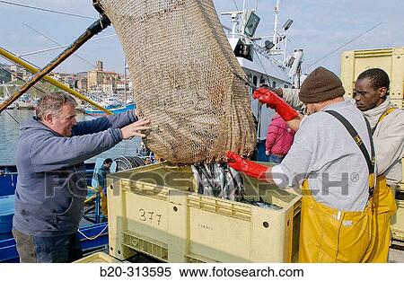 Unloading fish at fishing port. Getaria. Guipzcoa, Spain View Large Photo Image Stock Photography - Unloading fish at fishing port. Getaria. Guipzcoa, Spain. Fotosearch