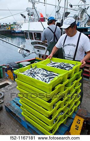 Unloading fish at port, Santoa, Cantabrian Sea, Cantabria, Spain View Large Photo Image Stock Image - Unloading fish at port, Santoa, Cantabrian Sea, Cantabria, Spain. Fotosearch