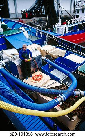 Unloading fish from boat at port with a suction pump. Getaria. Spain View Large Photo Image Stock Photo - Unloading fish from boat at port with a suction pump. Getaria. Spain. Fotosearch