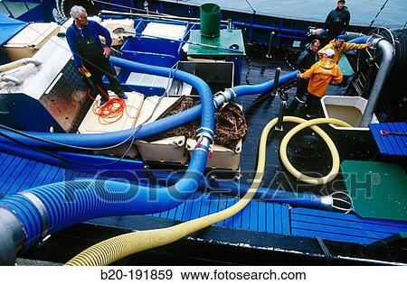 Unloading fish from boat at port with a suction pump. Getaria. Spain View Large Photo Image Stock Photo - Unloading fish from boat at port with a suction pump. Getaria. Spain. Fotosearch