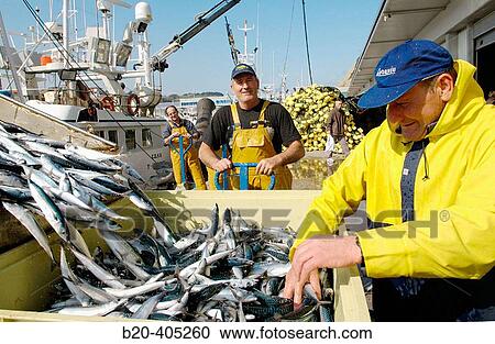 Unloading fish, mackerel. Fishing port. Getaria. Gipuzkoa. Euskadi. Spain. View Large Photo Image Stock Image - Unloading fish, mackerel. Fishing port. Getaria. Gipuzkoa. Euskadi. Spain.. Fotosearch