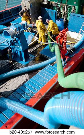Unloading fish, mackerel. Fishing port. Getaria. Gipuzkoa. Euskadi. Spain. View Large Photo Image Stock Photo - Unloading fish, mackerel. Fishing port. Getaria. Gipuzkoa. Euskadi. Spain.. Fotosearch