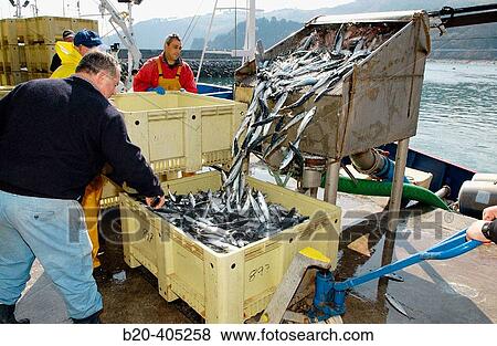 Unloading fish, mackerel. Fishing port. Getaria. Gipuzkoa. Euskadi. Spain. View Large Photo Image Stock Photo - Unloading fish, mackerel. Fishing port. Getaria. Gipuzkoa. Euskadi. Spain.. Fotosearch