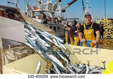 Unloading fish, mackerel. Fishing port. Getaria. Gipuzkoa. Euskadi. Spain. View Large Photo Image Stock Photo - Unloading fish, mackerel. Fishing port. Getaria. Gipuzkoa. Euskadi. Spain.. Fotosearch