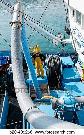 Stock Photograph - Unloading fish, mackerel. Fishing port. Getaria. Gipuzkoa. Euskadi. Spain.. Fotosearch