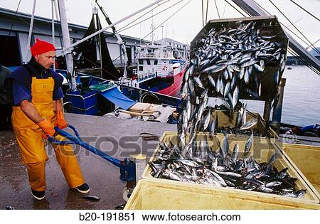 Unloading mackerels at port with a suction pump. Getaria. Spain View Large Photo Image Stock Image - Unloading mackerels at port with a suction pump. Getaria. Spain. Fotosearch