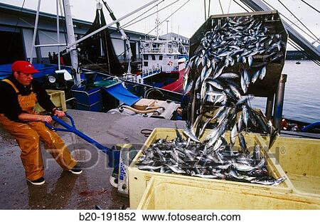 Unloading mackerels at port with a suction pump. Getaria. Spain View Large Photo Image Stock Image - Unloading mackerels at port with a suction pump. Getaria. Spain. Fotosearch