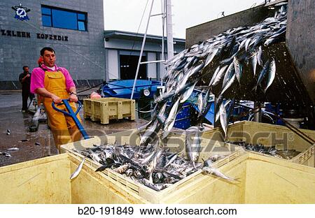 Unloading mackerels at port with a suction pump. Getaria. Spain View Large Photo Image Stock Photo - Unloading mackerels at port with a suction pump. Getaria. Spain. Fotosearch